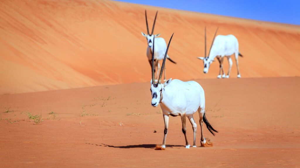Arabian Oryx - The national animal of Qatar
