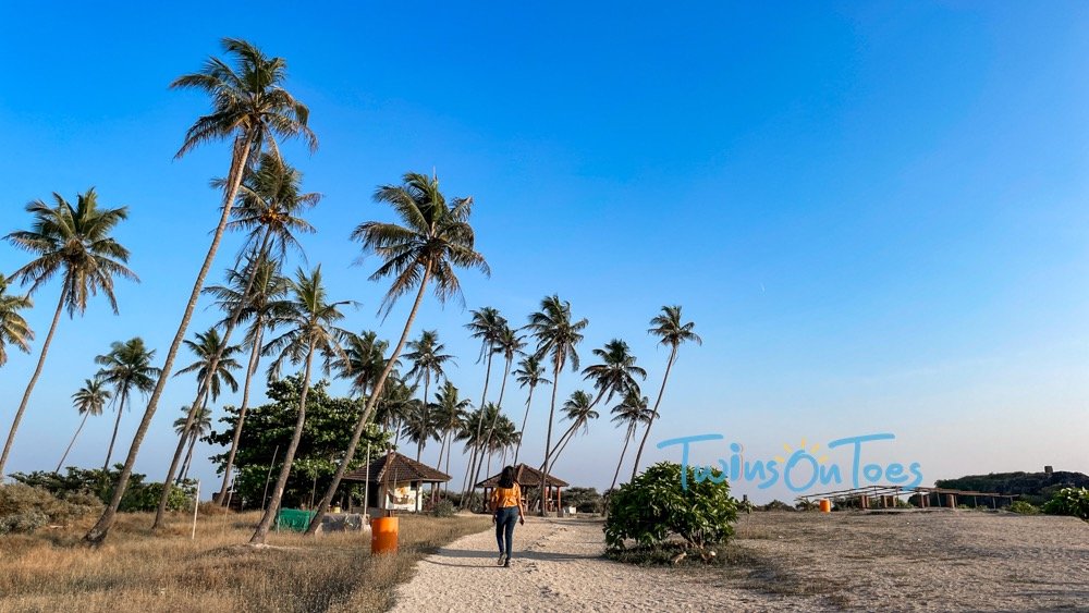 coconut trees lined up on the island