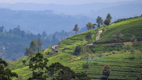 Best things to do in the hill country of Nuwara Eliya, Sri Lanka