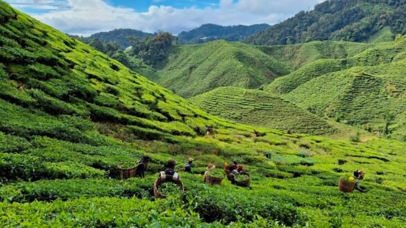 Cameron Highlands trail 10 and 6 hike