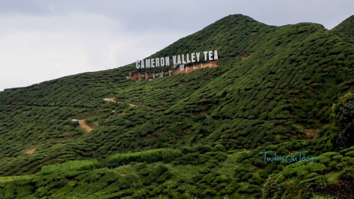 Cameron Valley tea estate, Cameron Highlands, Malaysia
