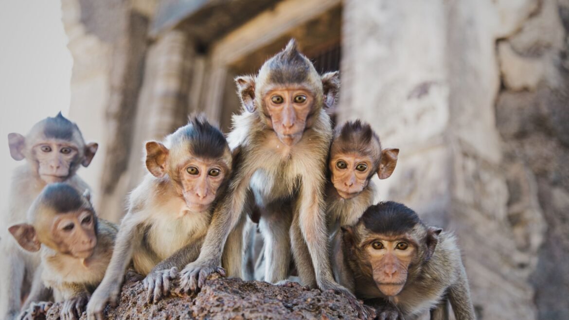 How to deal with angry monkeys while outdoors