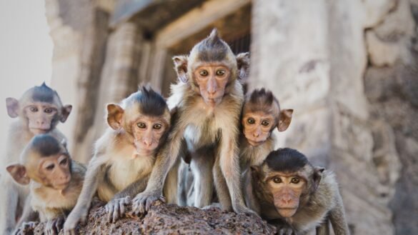 How to deal with angry monkeys while outdoors