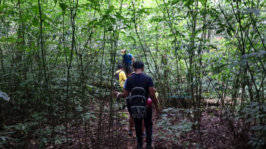 dense forest valikunja trek - TwinsOnToes Dense forest Valinkunja trek