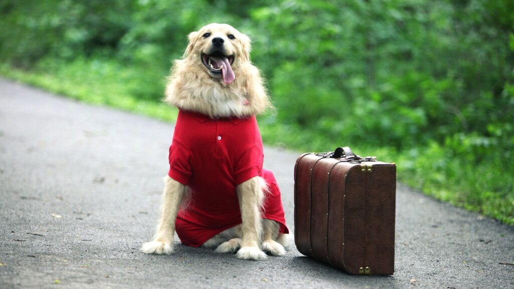 Tagging dog as your travel partner