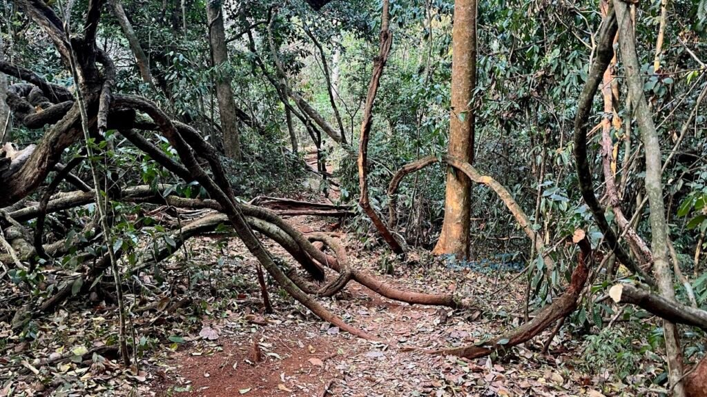 jungle part near the peak - TwinsOnToes Jungle part near the Nong Khiaw peak