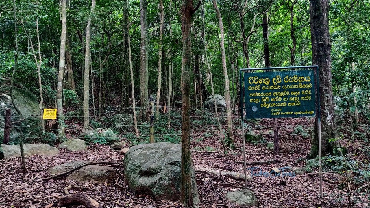 Ritigala Ridges Ultimate Guide To Ritigala: A Hike To Ancient Forest Monastic Life