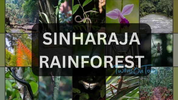 Sinharaja Rainforest, Sri Lanka