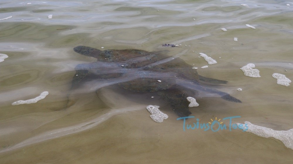 Turtle beach, Unawatuna
