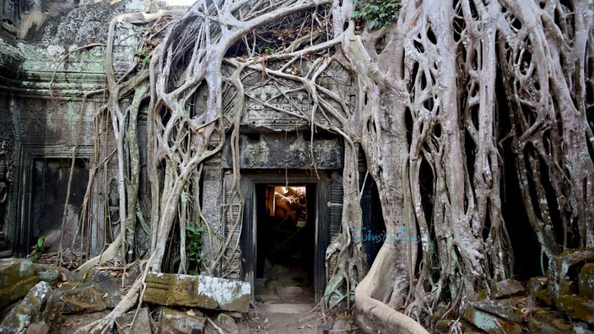 Trees overgrown on the Ta Phrom temple